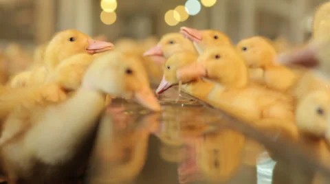 Ducklings drink water Stock Footage 37869388