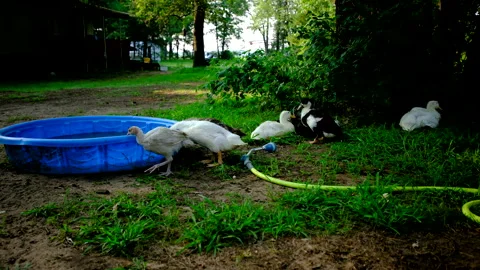 Ducklings drink water from kid pool while young turkey pass by as animals Stock Footage 319884352