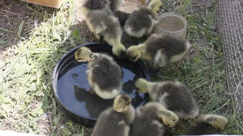 Ducklings drinking water Stockbeeldmateriaal 24015941