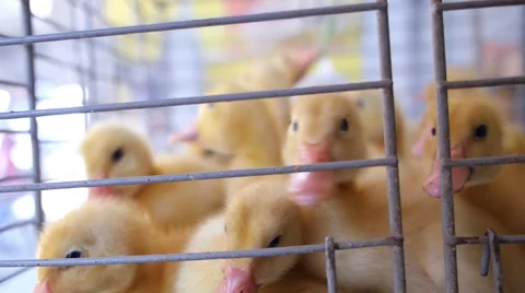 Ducklings Ducks in an Iron Cage. Closeup 스톡 동영상 52560389