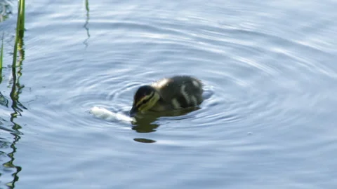 Ducklings eat Stock Footage 90608909
