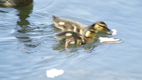Ducklings eat Video stock 90784376