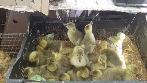 Ducklings eat the rope Video stock 77206419