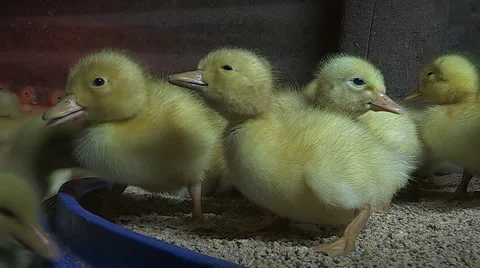 Ducklings eating. Stock Footage 53886596
