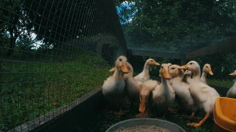 Ducklings eating Stock Footage 77146602