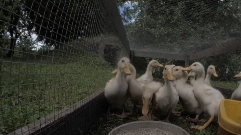 Ducklings eating	 Stock Footage 77146826