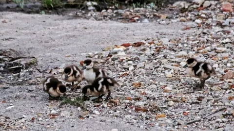 Ducklings eating Stock Footage 341993565