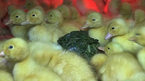 Ducklings eating spinach Stock Footage 53804938