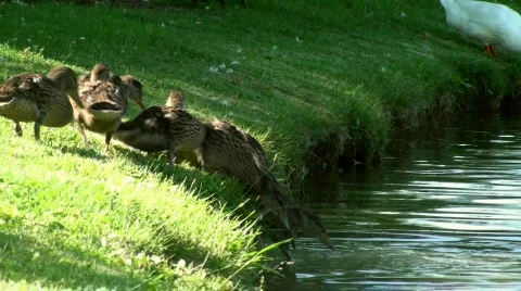 Ducklings enter water close up Stock Footage 738429