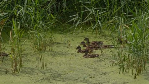 Ducklings explore reeds of an algae covered pond Stock Photos
