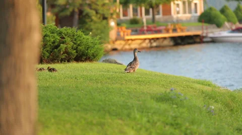 Ducklings exploring with Mother on the edge of the water Stock Footage 27666953