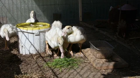 Ducklings in the farm Stock Footage 106709785