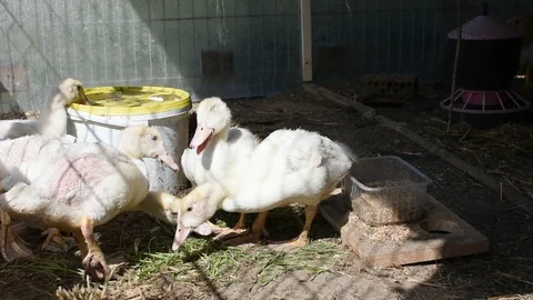 Ducklings in the farm Stock Footage 106709836