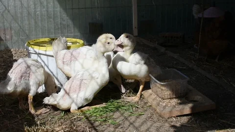 Ducklings in the farm 스톡 동영상 106709925