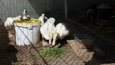 Ducklings in the farm Stock Footage 106709940