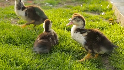 Ducklings on the farm, on the grass Stock Footage 85285839
