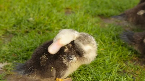 Ducklings on the farm, on the grass Stock Footage 85285845