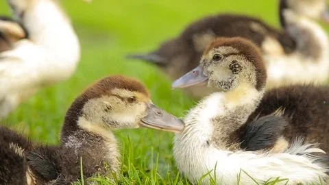 Ducklings on the farm, on the grass. Stock Footage 85285906