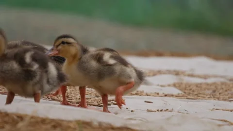 Ducklings feed and walk on straw bedding at a duck farm with scattered feed and Stock Footage 346442656
