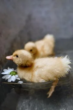 Ducklings Floating with a Daisy Stock Photos
