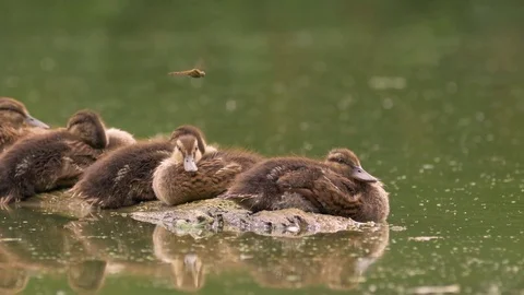 Ducklings on a floating log hunt a dragonfly Stock Footage 78841251
