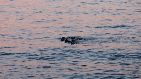 Ducklings floating on Ocean Waves at Sunrise 库存影片 243237114