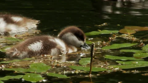 Ducklings Video stock 24899116