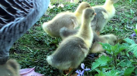 Ducklings Stock Footage 32551959