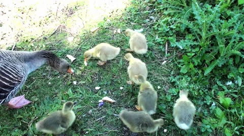 Ducklings Stock Footage 32563772