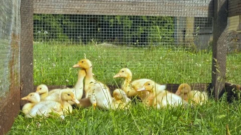 Ducklings Stock Footage 76802403