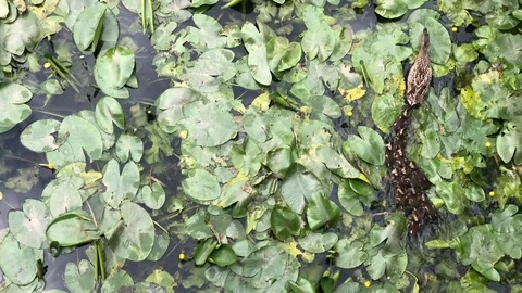 Ducklings 스톡 동영상 114480277