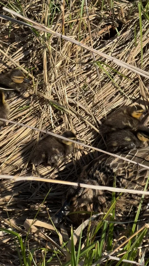 Ducklings 動画素材 278809037