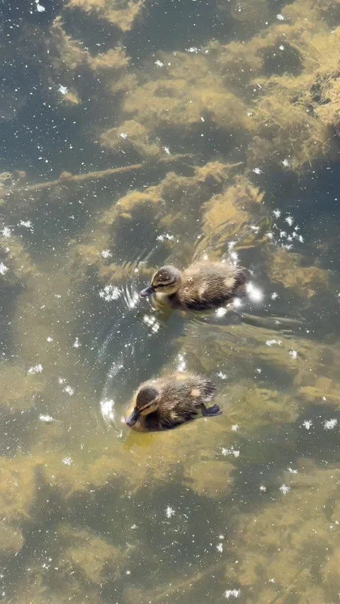 Ducklings 動画素材 278809051