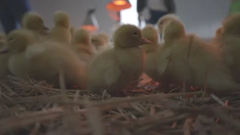 Ducklings Video stock 303137095