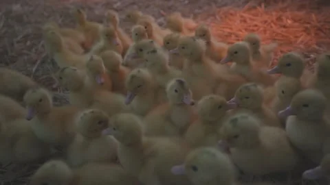 Ducklings Video stock 303137097
