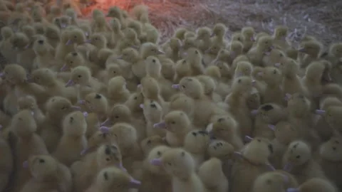 Ducklings Video stock 303137123