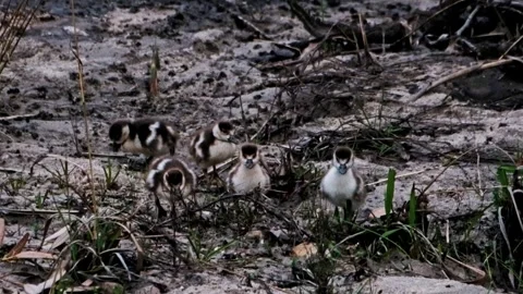 Ducklings Stock Footage 341465478