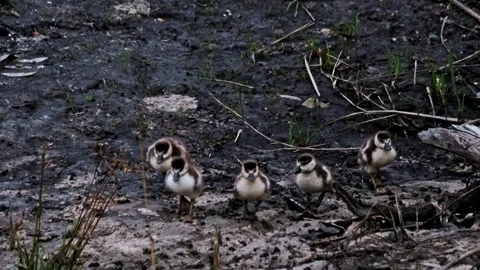 Ducklings Stock Footage 341466073
