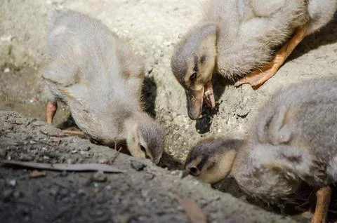 Ducklings foraging together on ground Stock Photos