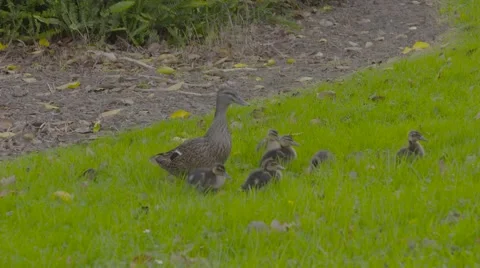 Ducklings on grass Stock Footage 52970878