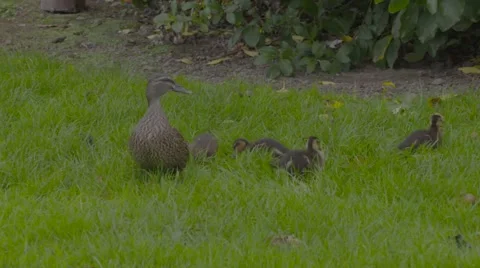 Ducklings on grass Stock Footage 52970933
