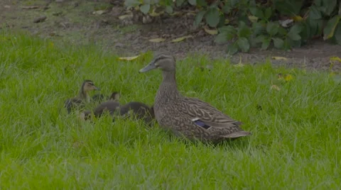 Ducklings on grass Stock Footage 52970945