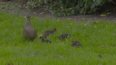 Ducklings on grass Stock Footage 52970947