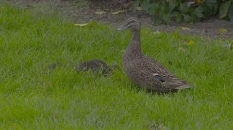 Ducklings on grass Stock Footage 52970954