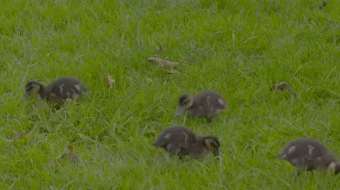 Ducklings on grass Stock Footage 52970958