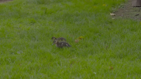 Ducklings on grass Stock Footage 52971052
