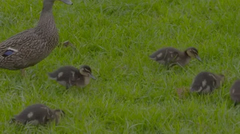 Ducklings on grass Stock Footage 52971117