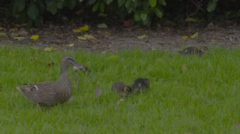 Ducklings on grass Stock Footage 52971139