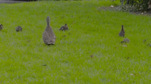 Ducklings on grass Stock Footage 52971167