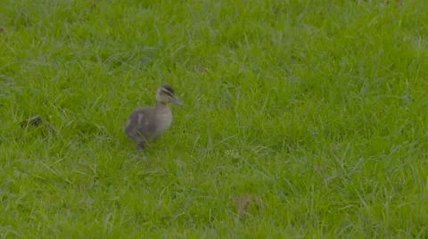 Ducklings on grass Stock Footage 52972295